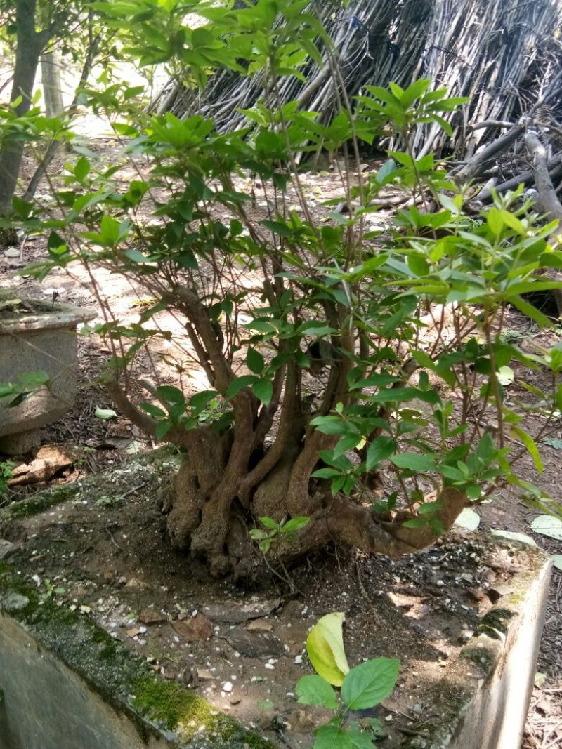 供应映山红盆景素桩