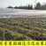 防鸟网果园果树葡萄网樱桃防鸟网蜻蜓网透