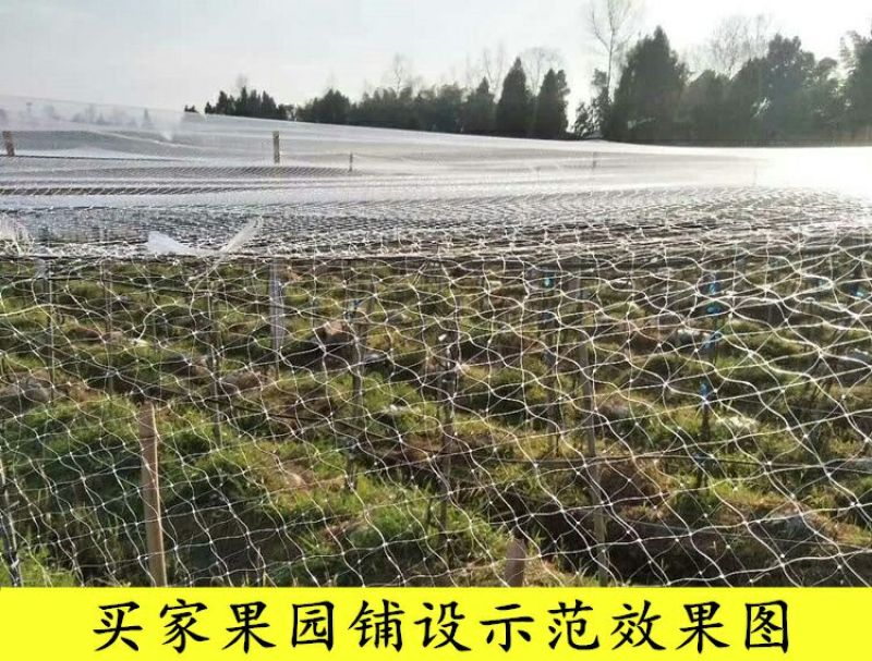 防鸟网果园果树葡萄网樱桃防鸟网蜻蜓网透