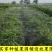防鸟网果园果树葡萄网樱桃防鸟网蜻蜓网透