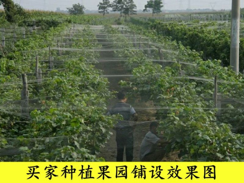 防鸟网果园果树葡萄网樱桃防鸟网蜻蜓网透