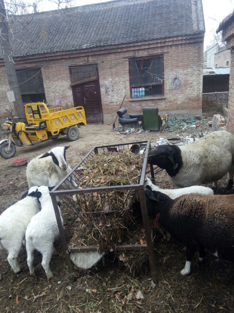 杜寒杂交绵羊，肉质鲜嫩。