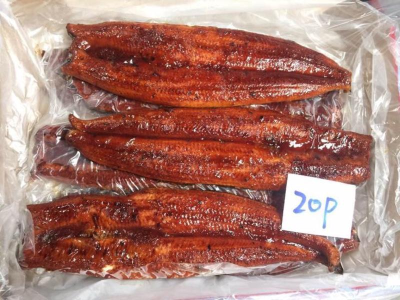 日本鳗1~2公斤/尾