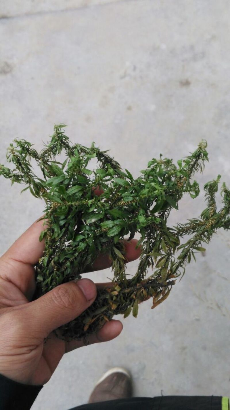 千层塔（鲜货种苗）