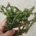 千层塔（鲜货种苗）
