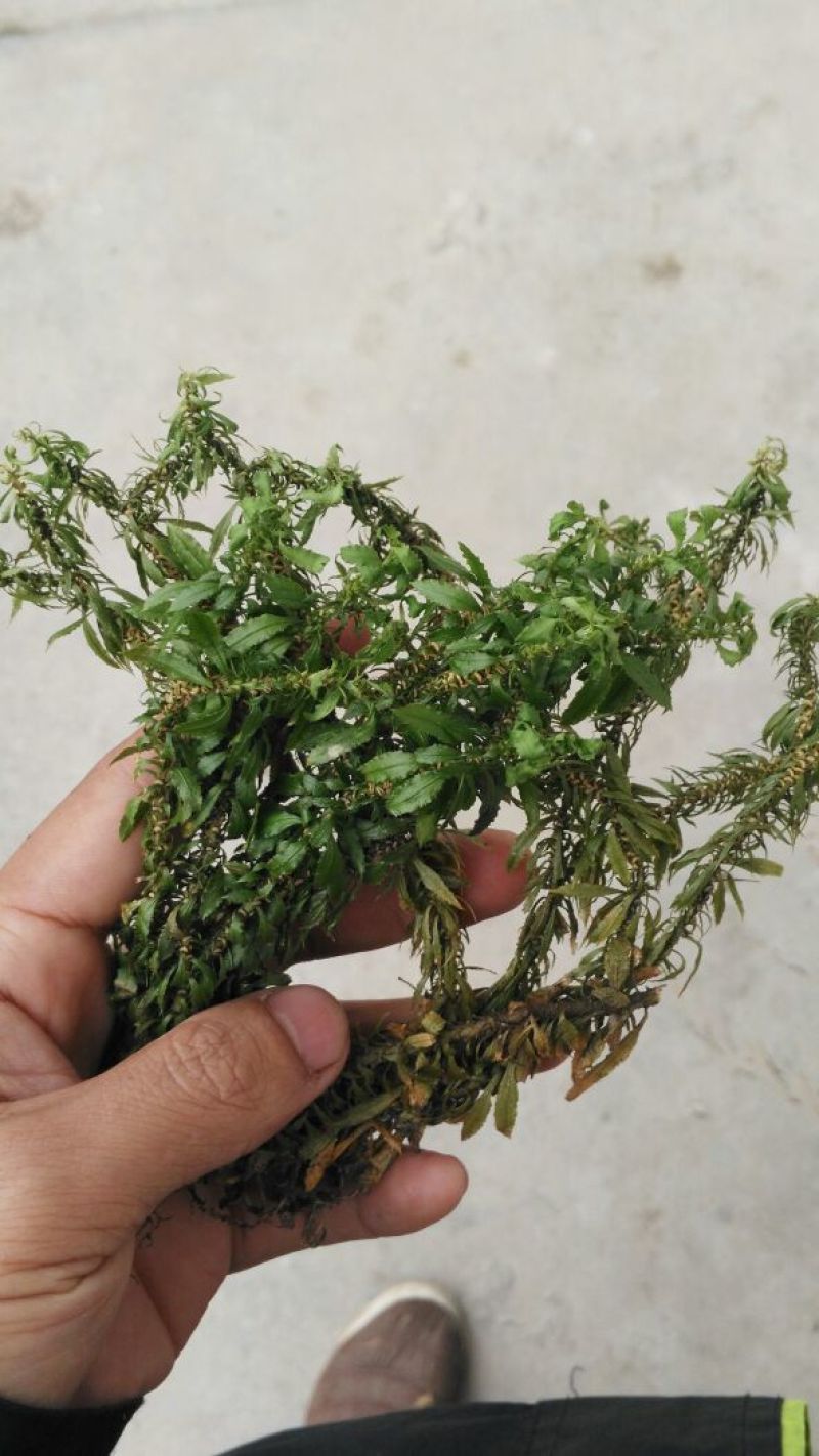 千层塔（鲜货种苗）