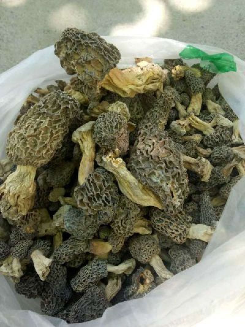 伊犁霍尔果斯野生羊肚菌