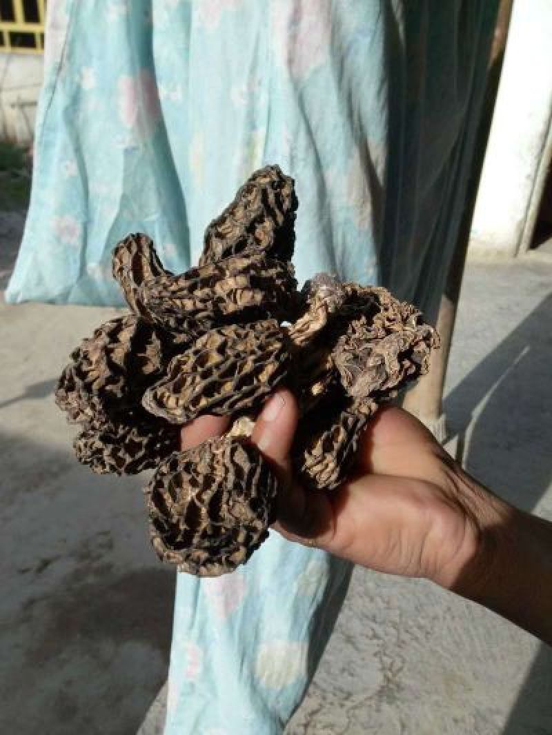 伊犁霍尔果斯野生羊肚菌