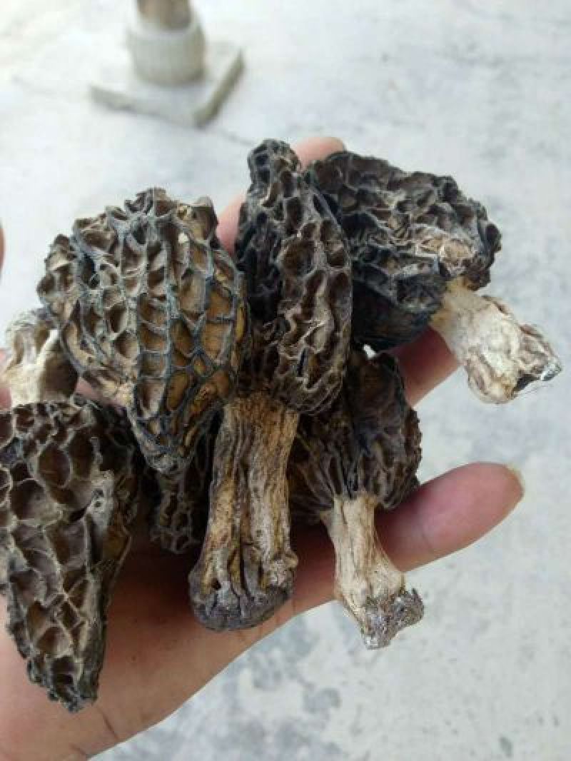 伊犁霍尔果斯野生羊肚菌