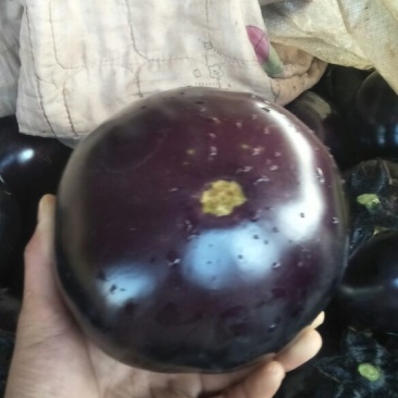 紫光圆茄