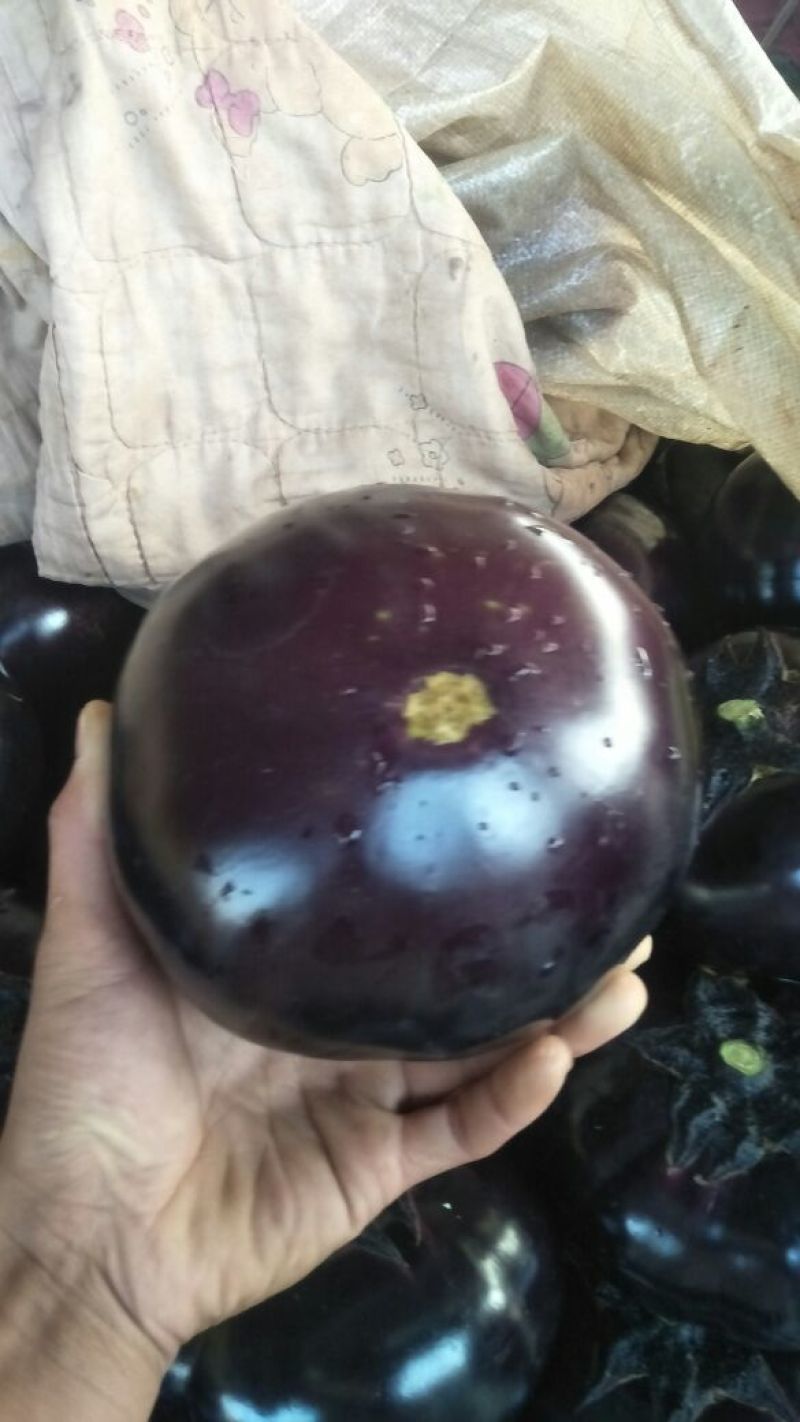 紫光圆茄