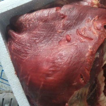 活宰现杀驴肉