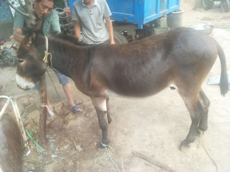 活宰现杀驴肉