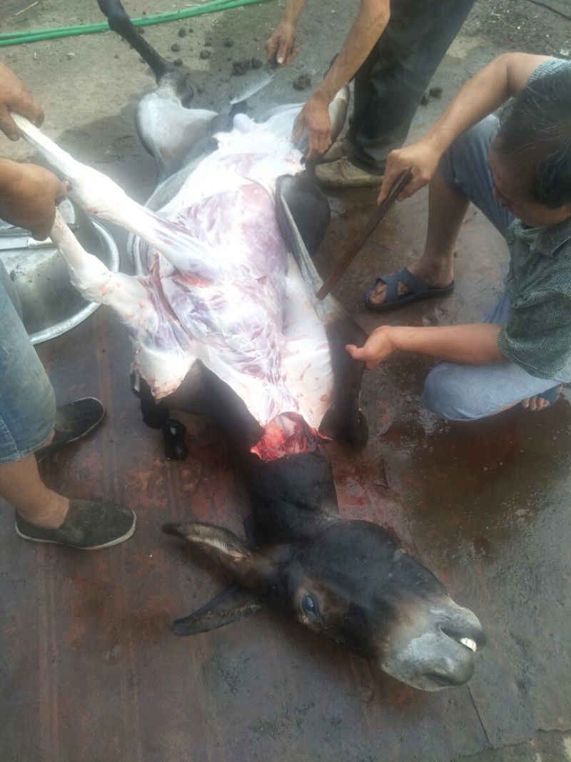 活宰现杀驴肉
