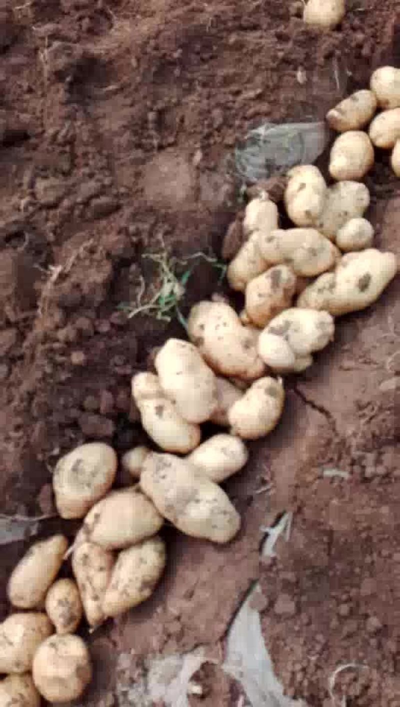优质荷兰十五土豆，产地直供，规格齐全，代发全国，诚信经营