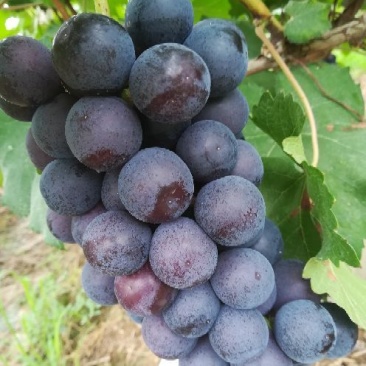 夏黑葡萄八两以上