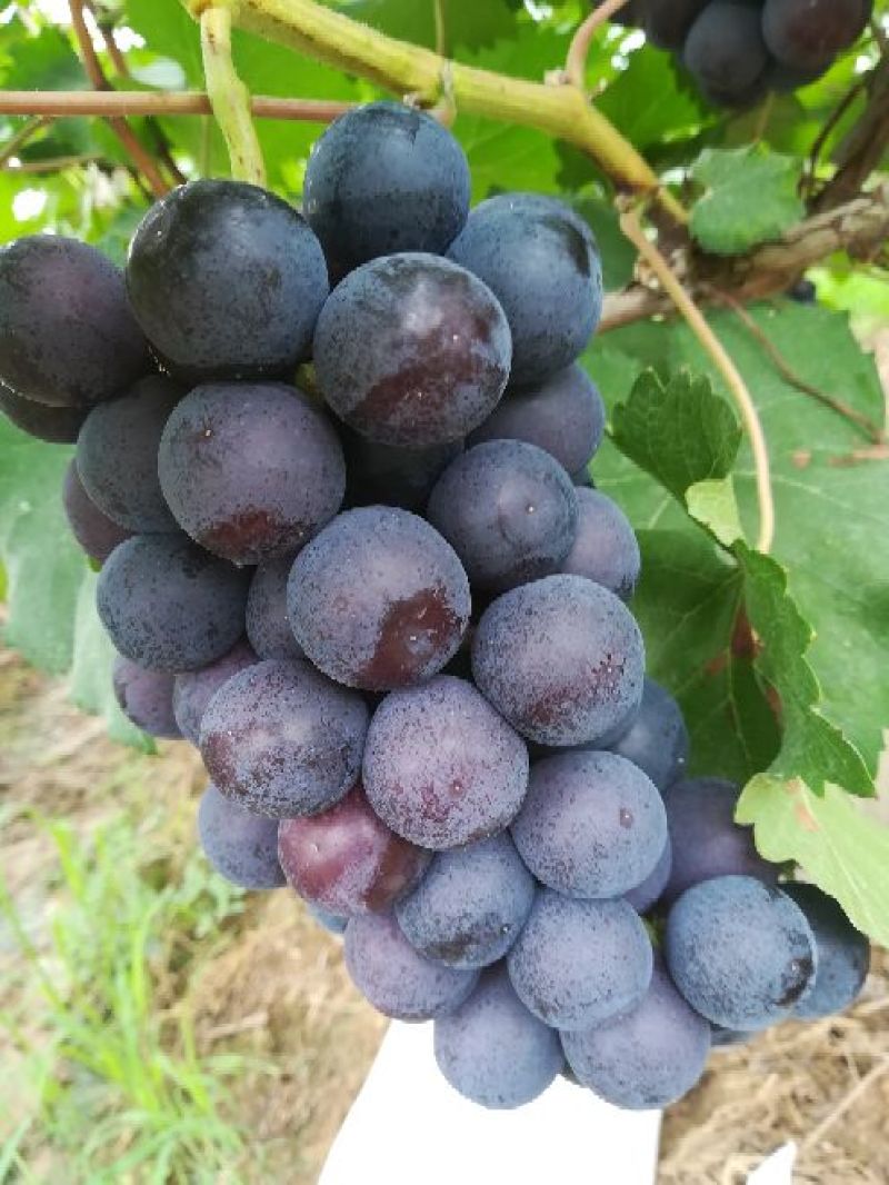 夏黑葡萄八两以上