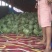 8424漏天西瓜🍉上市了