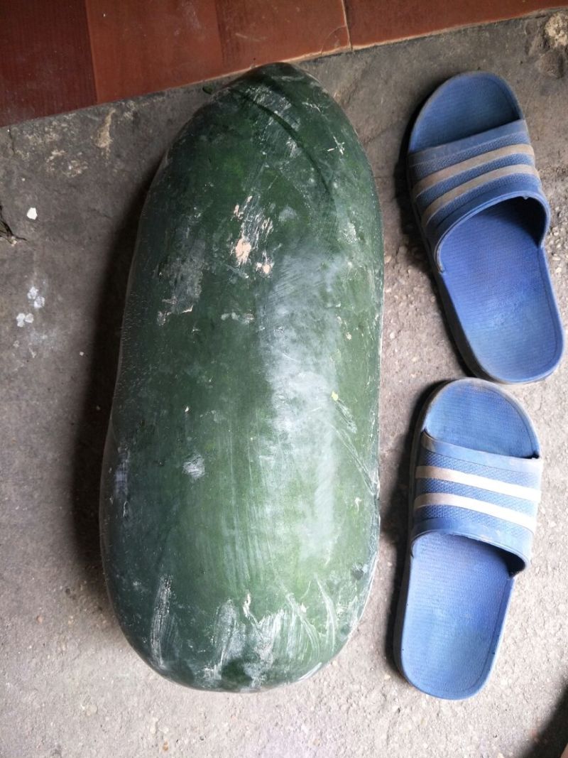 黑皮冬瓜