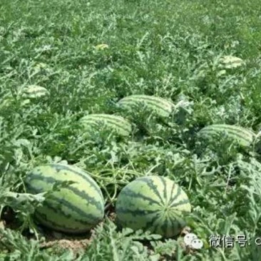 西瓜8斤打底。甜王。沙地瓜。甜。