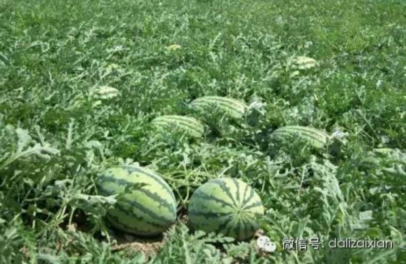 西瓜8斤打底。甜王。沙地瓜。甜。