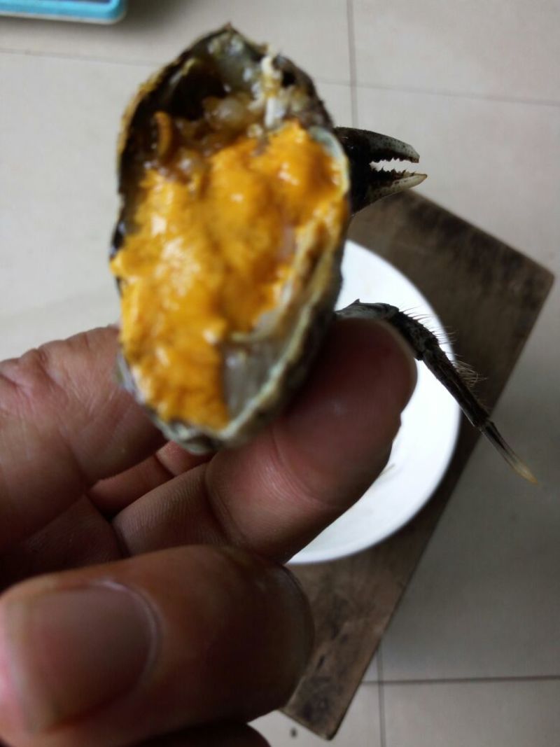 六月黄大闸蟹螃蟹