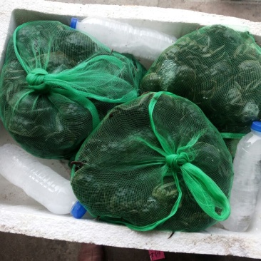 六月黄大闸蟹螃蟹