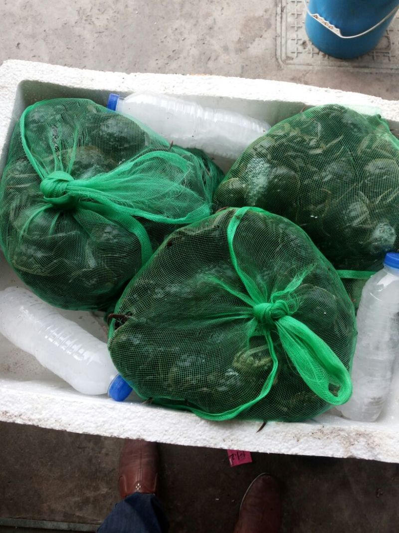 六月黄大闸蟹螃蟹