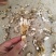 金蝉花