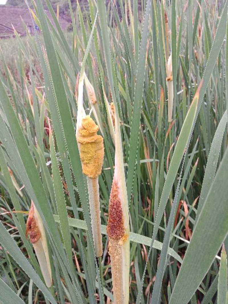 水蜡烛蒲棒蒲黄