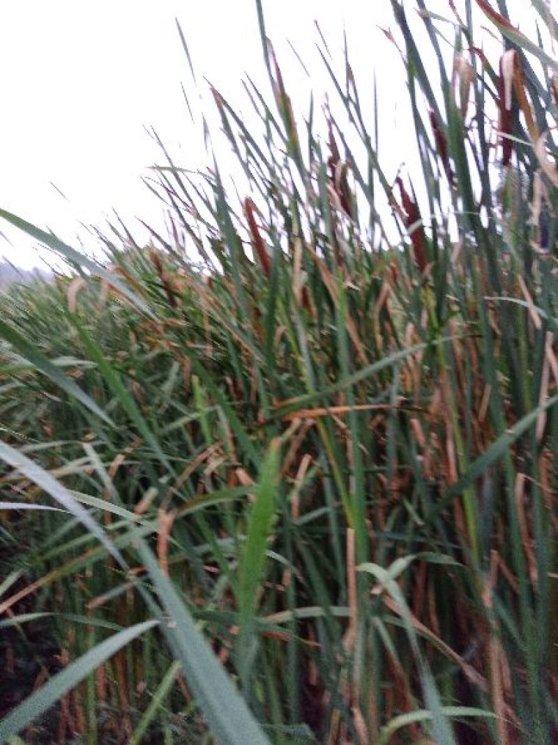 水蜡烛蒲棒蒲黄