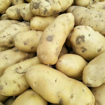 土豆量大，价格便宜