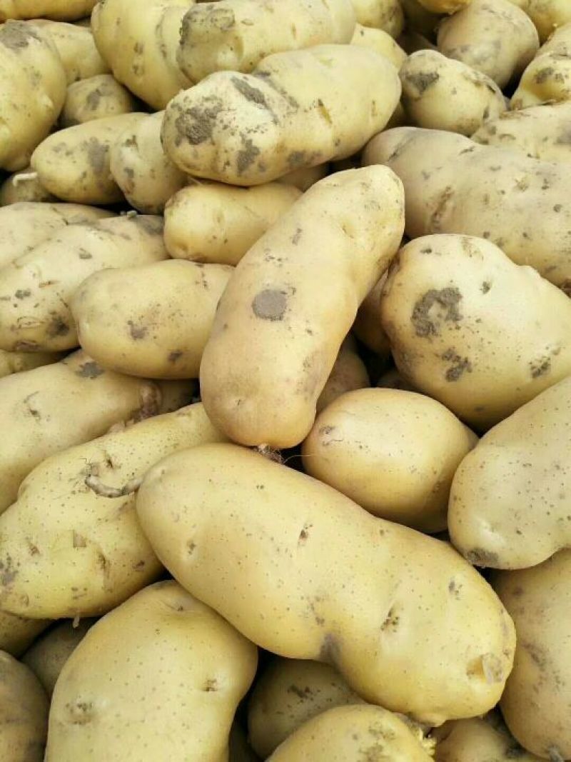 土豆量大，价格便宜