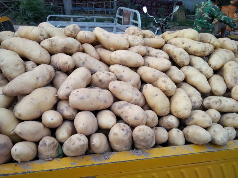 土豆量大，价格便宜