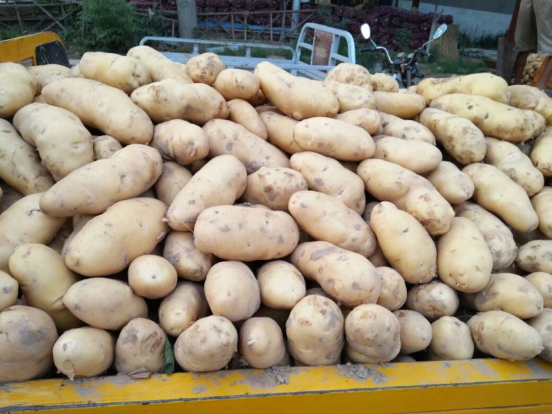 土豆量大，价格便宜