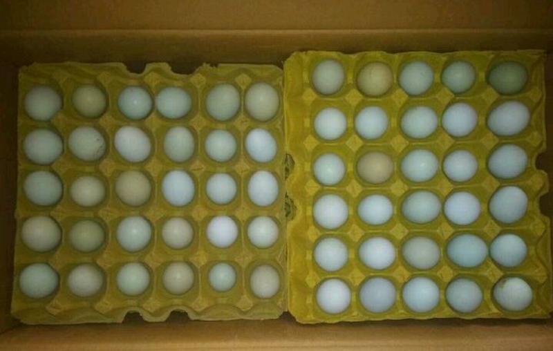 土鸡蛋绿壳鸡蛋
