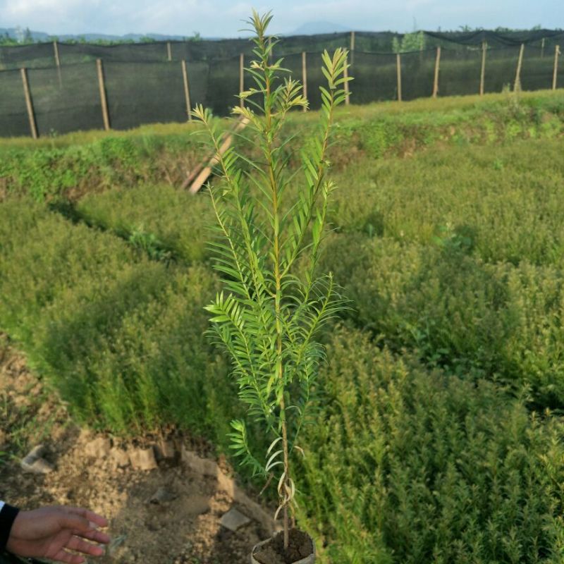 红豆杉，草果苗，吴茱萸大量供应