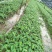 红豆杉，草果苗，吴茱萸大量供应