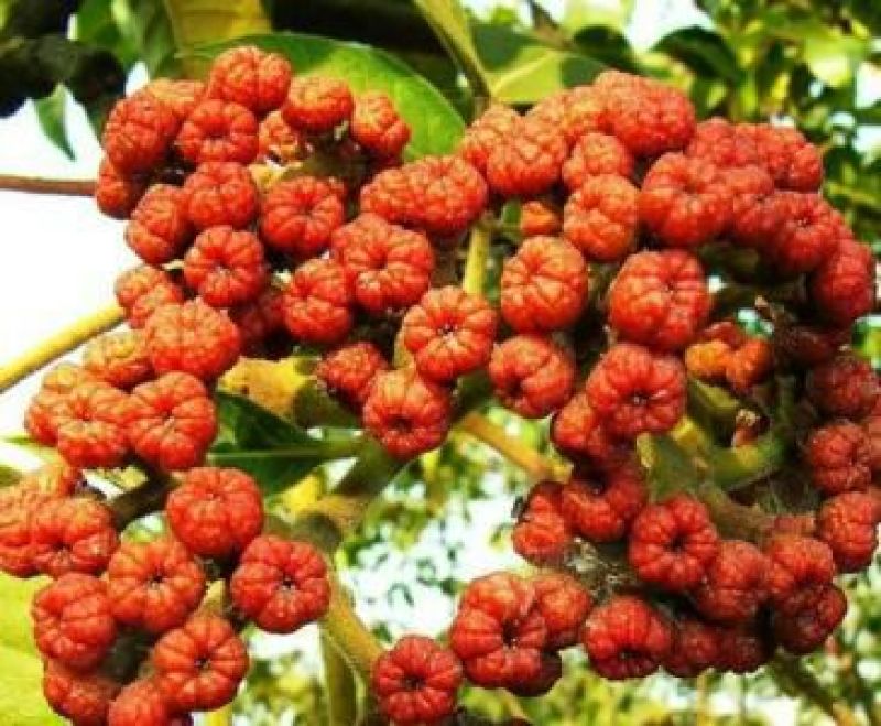 红豆杉，草果苗，吴茱萸大量供应