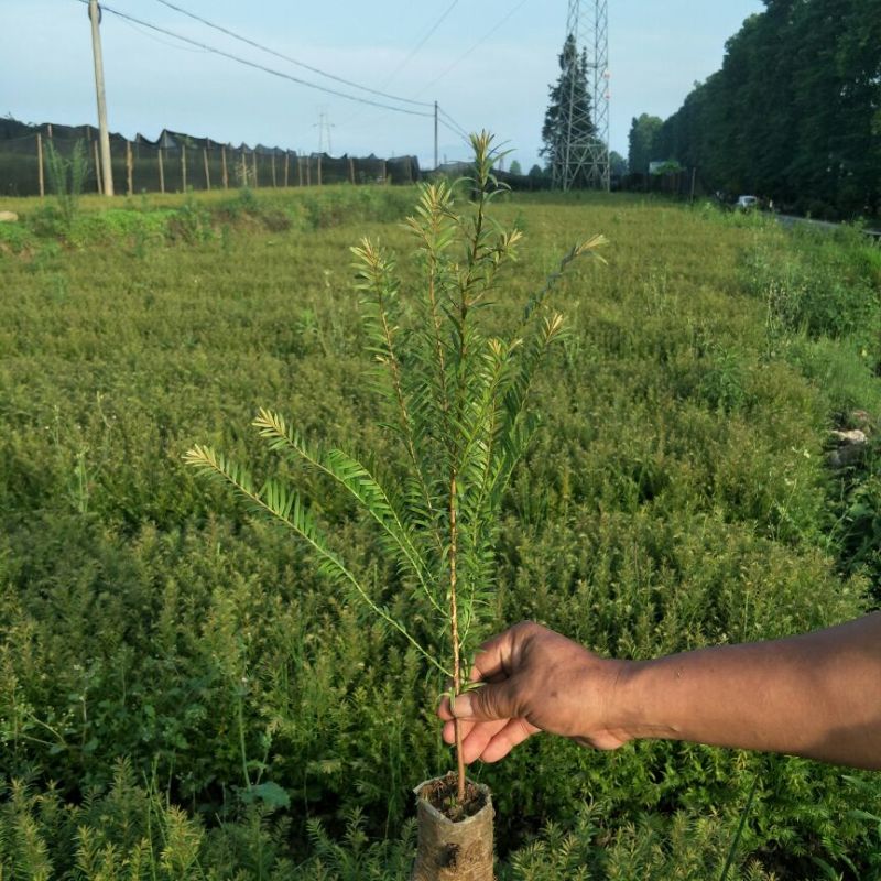红豆杉，草果苗，吴茱萸大量供应