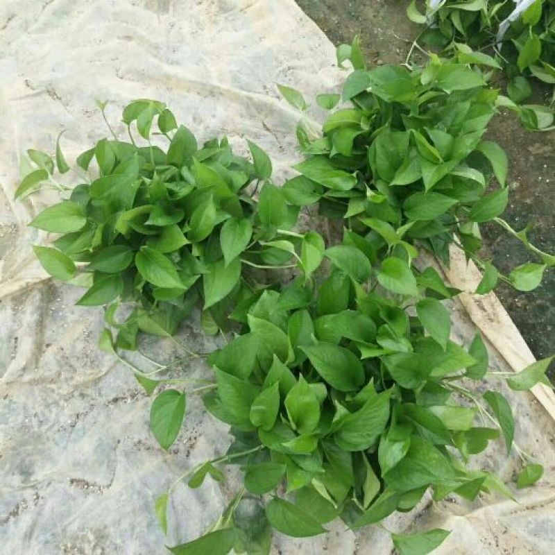 180mm绿萝