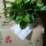 180mm绿萝