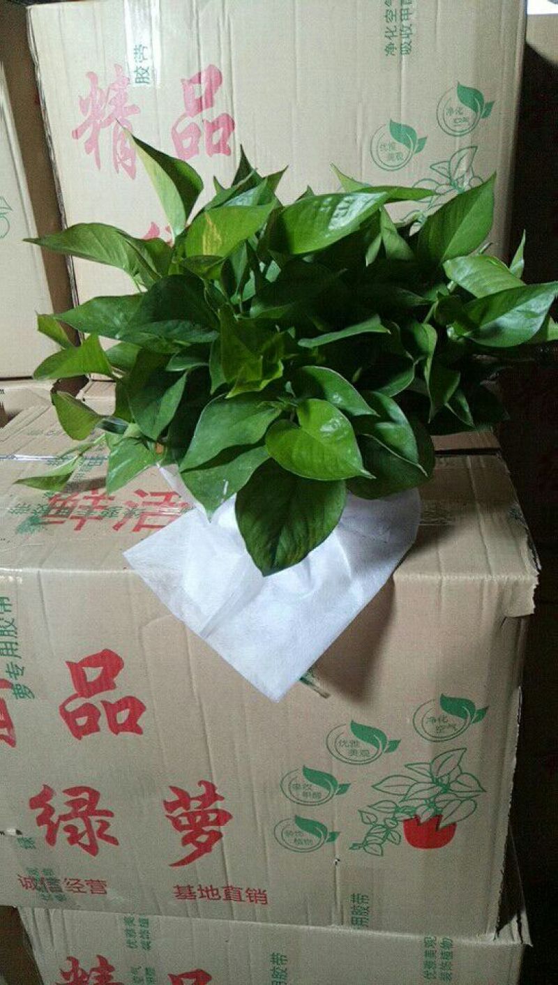 180mm绿萝