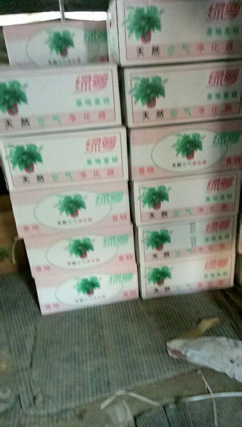 180mm绿萝