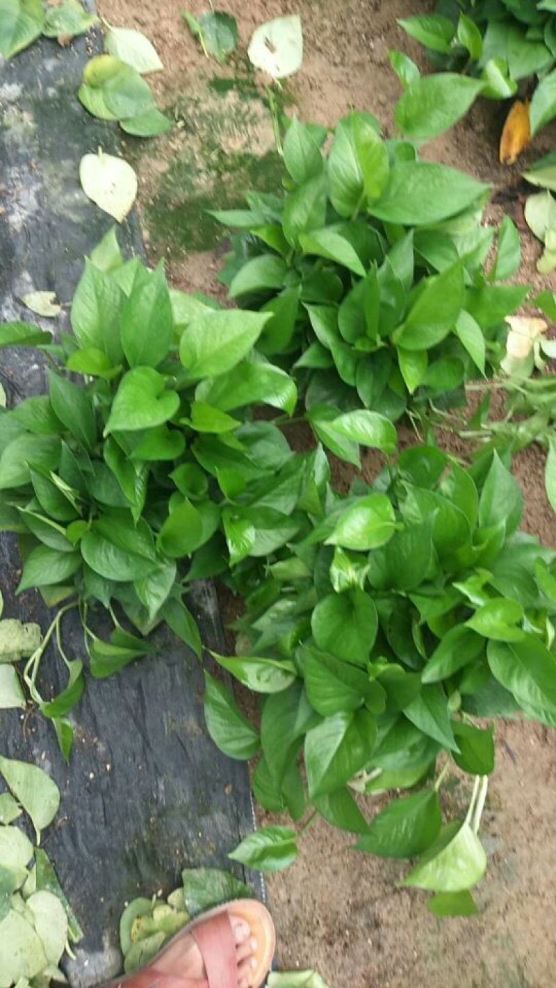 180mm绿萝