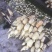 莲藕373511~13厘米10~15厘米以上
