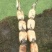 莲藕373511~13厘米10~15厘米以上