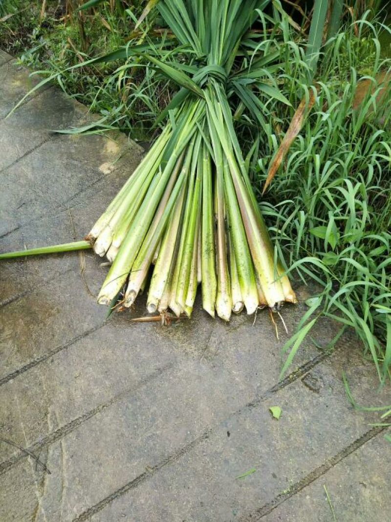 精品茭白