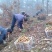野生干天麻10斤包邮秦岭山区产