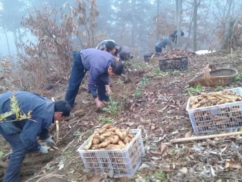 野生干天麻10斤包邮秦岭山区产